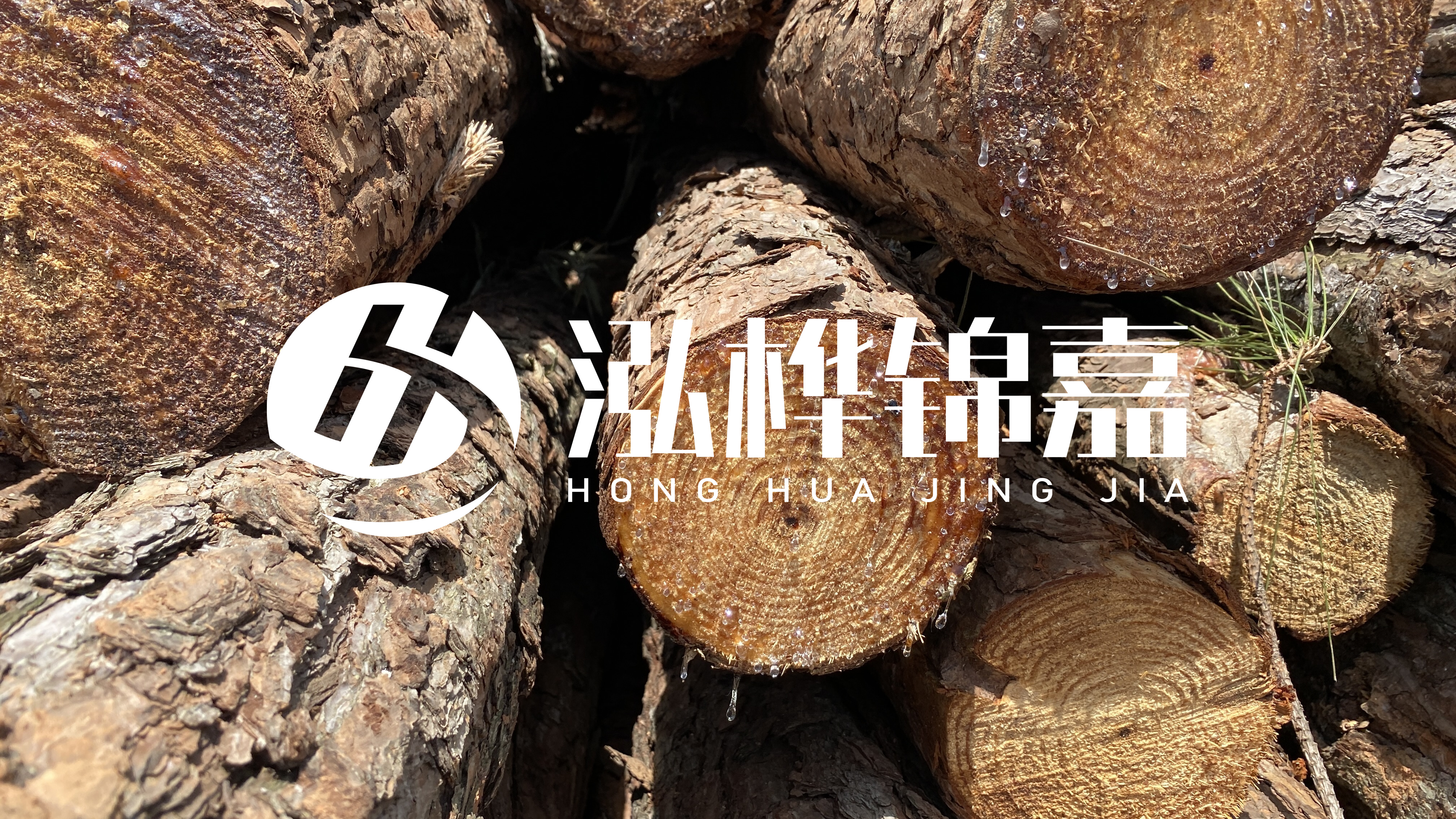 為什么要用松木樁治理河道？